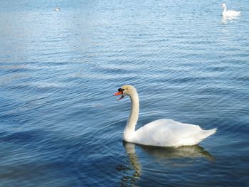 Swan floating on lake