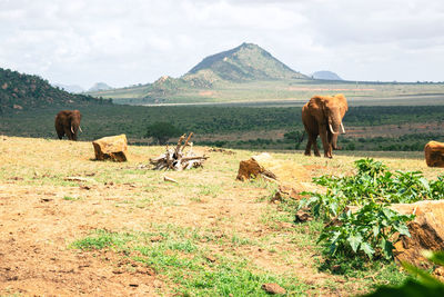 A herd african elephants with a mountain background at tsavo east national park in kenya