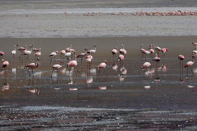 Birds in lake