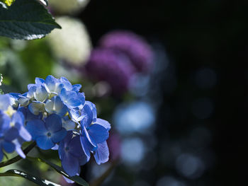 Close-up of purple hydrangea flowers