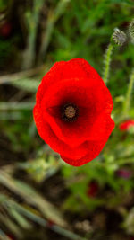 Close-up of red poppy flower