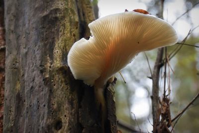 Close-up of mushrooms growing on tree trunk