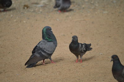 High angle view of pigeons on sand