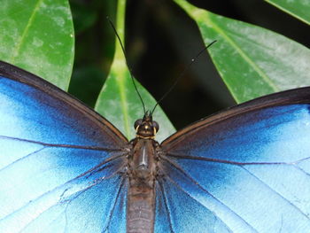 Close-up of butterfly on leaf