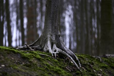 View of  tree trunk. apparent tree root. undergrowth