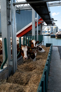 View of cows in pen