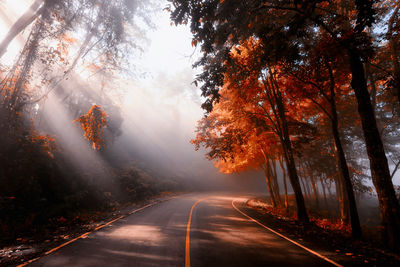 Empty road along trees during autumn