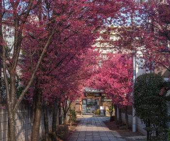 Walkway amidst trees in park during autumn