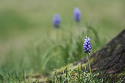 Close-up of purple flowers blooming in field