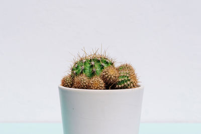 Close-up of cactus plant in pot