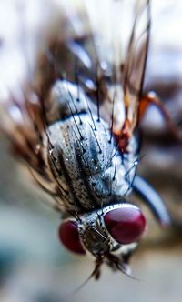 Macro shot of housefly outdoors