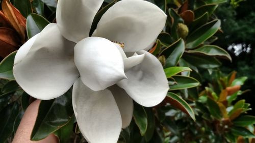 Close-up of white flowers blooming outdoors