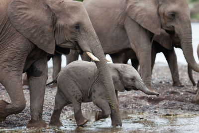 The african bush elephant