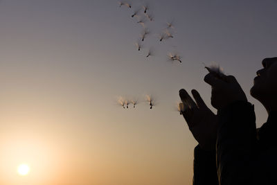 Silhouette person holding seeds flying against sky during sunset