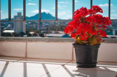 Close-up of red flower vase on window sill
