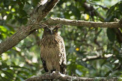 Low angle view of eagle perching on tree