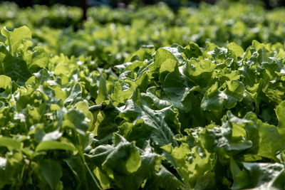 Close-up of fresh green leaves