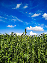 Crops growing on field against sky