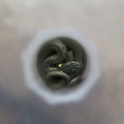 Close-up of a bird