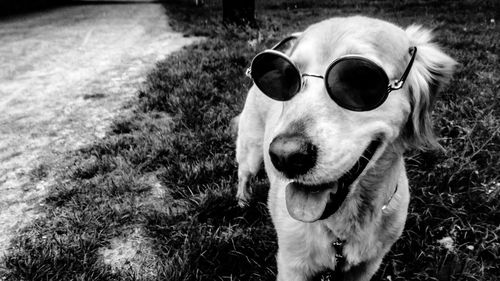 Close-up of dog wearing sunglasses standing on field