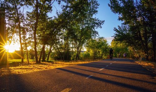 Road amidst trees against sky