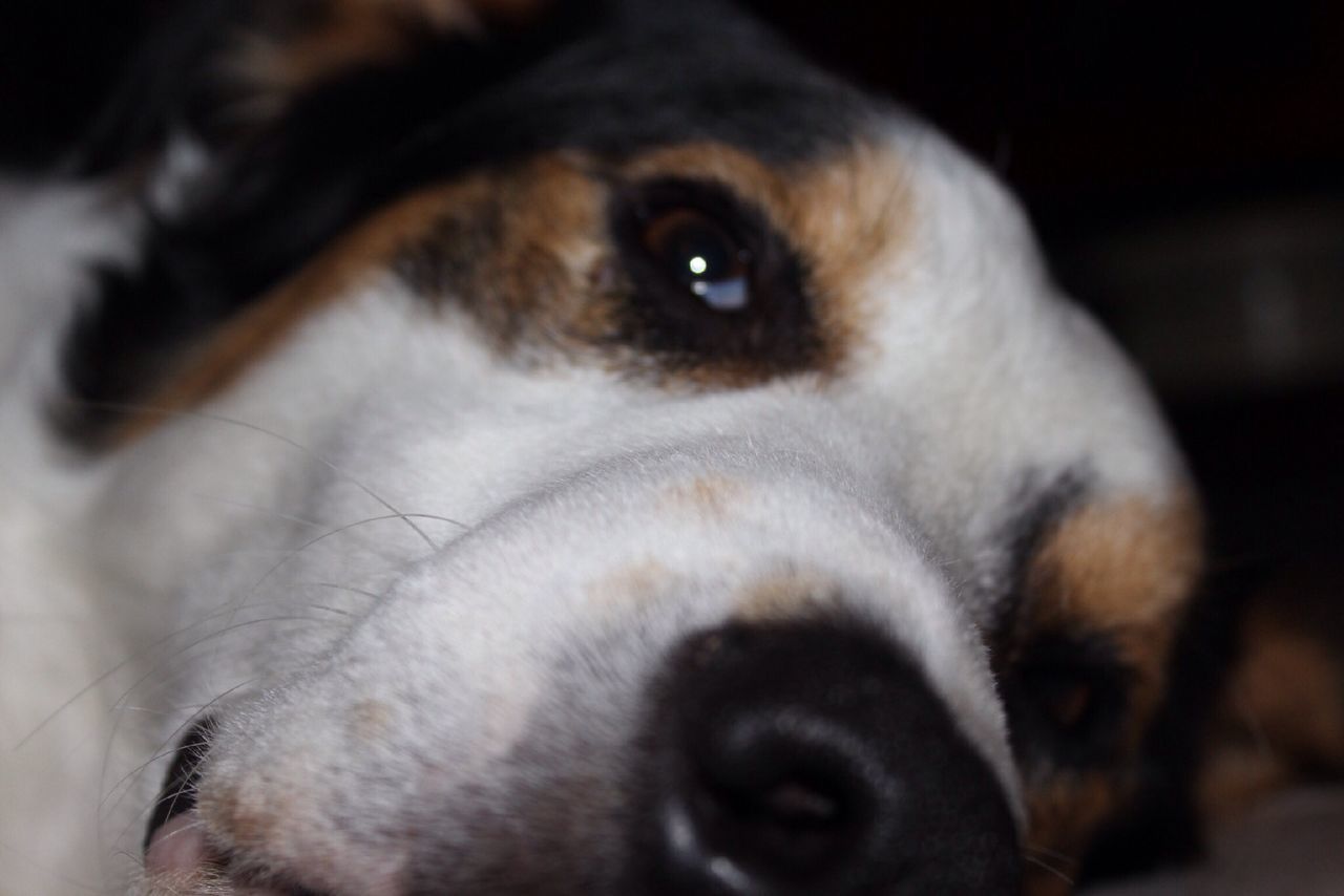 dog, pets, domestic animals, animal themes, one animal, mammal, close-up, animal head, indoors, portrait, looking at camera, focus on foreground, animal body part, snout, selective focus, no people, home interior, relaxation, front view