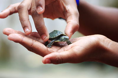 Cropped hands holding young turtle