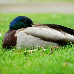 Close-up of a bird on field