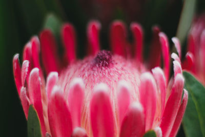 Close-up of pink flower