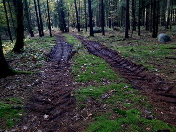 Trail amidst trees in forest