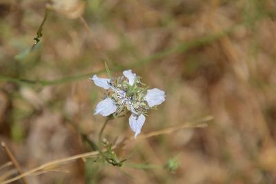 Close-up of white flowers