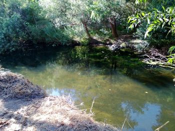 Reflection of trees in river
