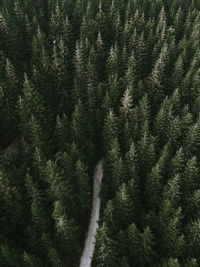 Trees in forest