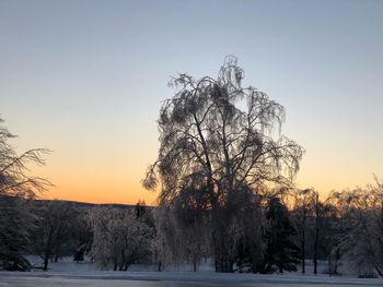 Bare trees on snow field against sky during sunset