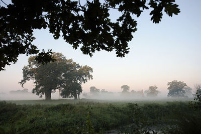 Trees on field against clear sky