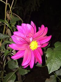 Close-up of pink flower blooming outdoors