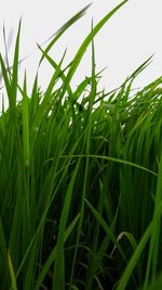 Close-up of fresh green grass in field