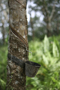 Close-up of tree trunk in forest