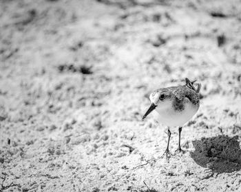 Close-up of bird perching on sand