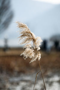 Close-up of plant against sky