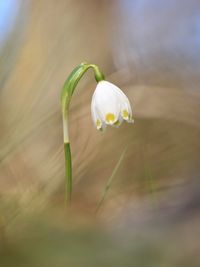 Close-up of snowdrop flower blooming outdoors
