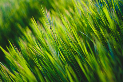 Full frame shot of grass growing on field