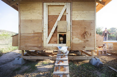 Hens standing against chicken coop at farm