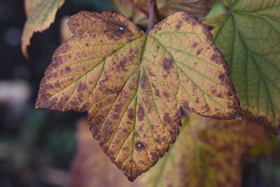 Close-up of maple leaf on leaves