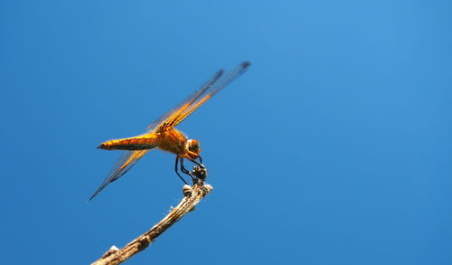 Low angle view of insect against clear blue sky