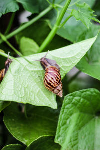 High angle view of insect on leaves