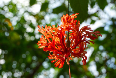 Close-up of red flowers