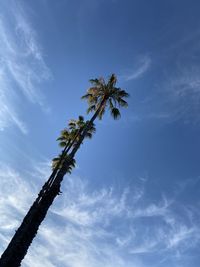 Low angle view of coconut palm tree against blue sky