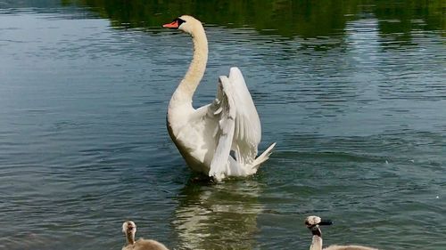 Swan swimming in lake