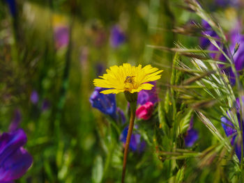 Close-up of purple flowering plant